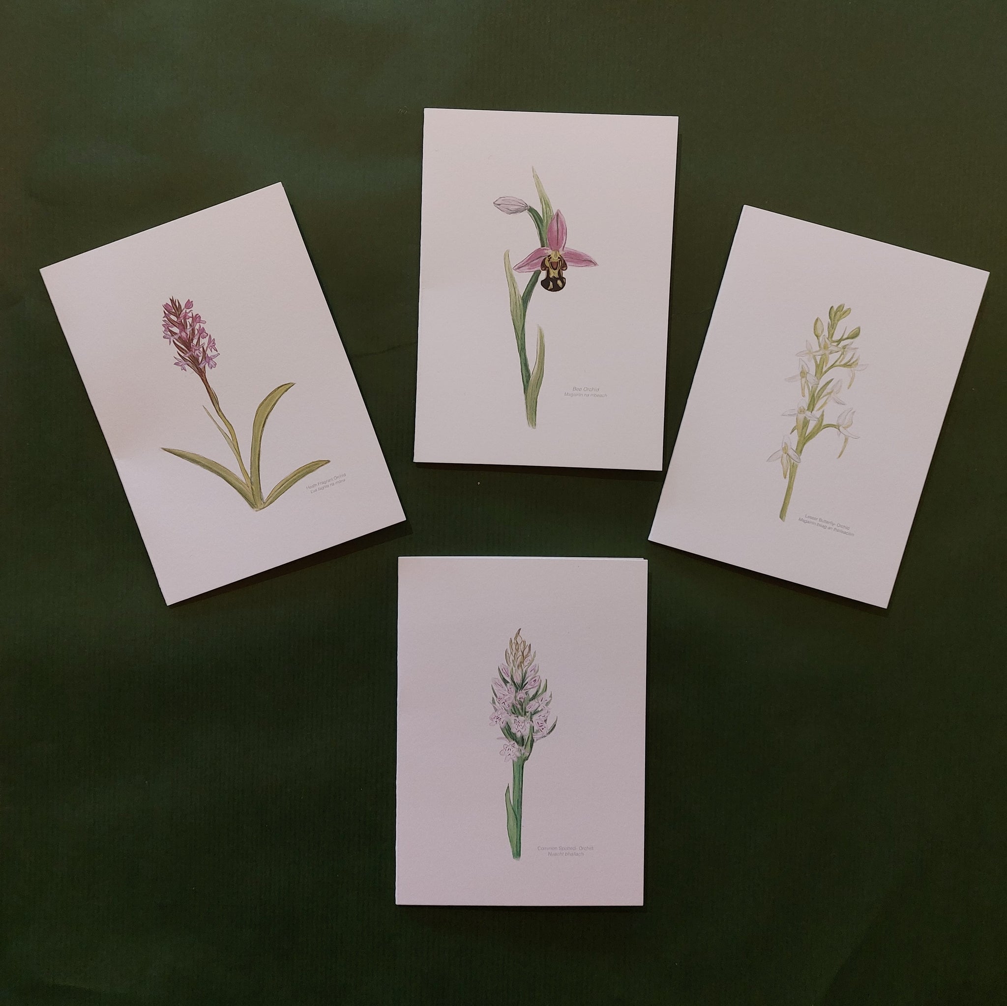 NEW! Irish Orchid Notecards